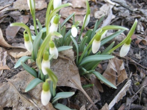 First signs of life photo by Jessica Becker