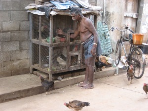 Man with chickens in India